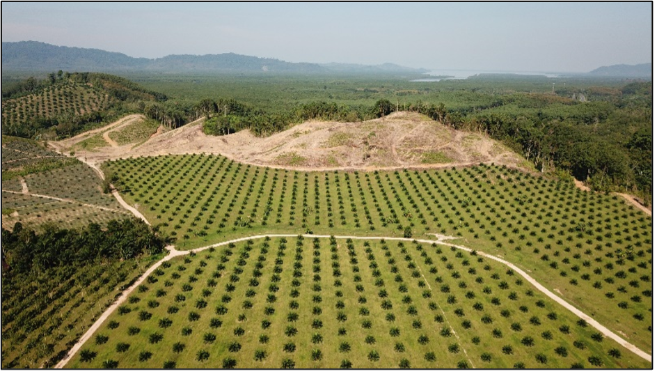 Palm Oil